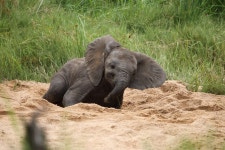 코끼리 아기 아프리카 크루 거 국립 - Pixabay의 무료 사진