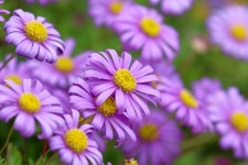 데이지 Daisy 스완리버데이지 Swan River - Pixabay의 무료 사진