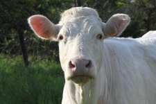 흰 소 암소 - Pixabay의 무료 사진