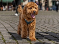 개 강아지 도시 - Pixabay의 무료 사진