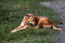 Dog Canine Grass - Free photo on Pixabay