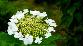 꽃 가 막 살 나무속 매크로 - Pixabay의 무료 사진