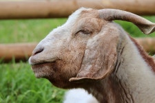 국내 염소 카프 라 포유 동물 농장 - Pixabay의 무료 사진