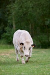 20,000+ Free Young Cow & Cow Photos - Pixabay