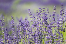 라벤더 자연 자주색 - Pixabay의 무료 사진