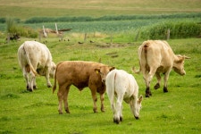 암소 가축 농장 마당 - Pixabay의 무료 사진