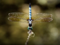 Odonata Coenagrionidae 실잠자리 - Pixabay의 무료 사진