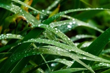 Moisture Grass Nature - Free photo on Pixabay