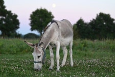 당나귀 야야 자연 동물 포유 - Pixabay의 무료 사진