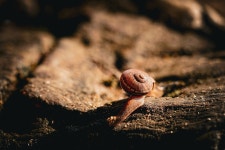 60+ Free Bullfrog & Frog Photos - Pixabay