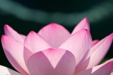 연꽃 Lotus 연꽃연못 - Pixabay의 무료 사진