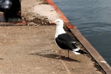 갈매기 새 항구 - Pixabay의 무료 사진