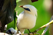 Bali Mynah White Bird - Free photo on Pixabay