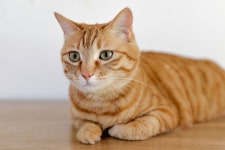 Cat Kitten Mammal - Free photo on Pixabay