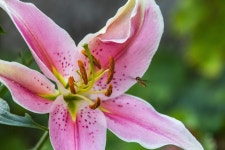 Bee Insect Honey - Free photo on Pixabay