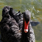 Swan Black Bird - Free photo on Pixabay