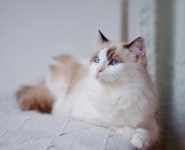 100+ Free Ragdolls & Cat Photos - Pixabay