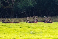 사슴 자연 야생 동물 - Pixabay의 무료 사진
