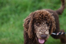 Royal Poodle Aurelio Dog Large - Free photo on Pixabay