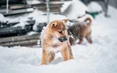 20,000+ Free Winter Playing & Winter Images - Pixabay