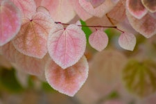 debannja - Pixabay Download free media from debannja | Pixabay