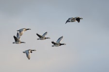 20,000+ Free Flying Goose & Goose Photos - Pixabay