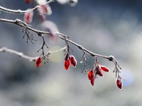 4,000개 이상 무료 빨강 및 자연 사진 - Pixabay