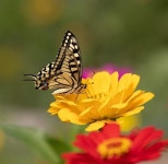 Zinnia Flower Plant Yellow - Free photo on Pixabay