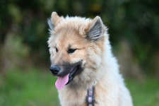 Eurasier Aliaboom Dog Puppy Young - Free photo on Pixabay