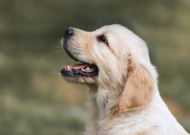 Puppy Golden Retriever Dog - Free photo on Pixabay
