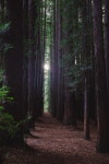 100+ Free Sequoia & Redwood Photos - Pixabay
