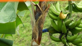 100 + 무료 Banana & 바나나 동영상, HD & 4K 영상 - Pixabay