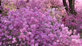 kibums5976 - Pixabay Download free media from kibums5976 | Pixabay