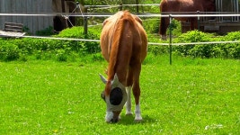 Hoofed Videos: Download 21+ Free 4K & HD Stock Footage Clips - Pixabay