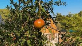 Pomegranate Videos: Download 18+ Free 4K & HD Stock Footage Clips - Pixabay