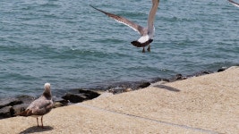 20 + 무료 청호방파제 & 방파제 동영상, HD & 4K 영상 - Pixabay