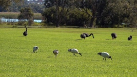 (주)아이비푸드 한국영상대학교 | 20 + 무료 Ibis & 새 동영상, HD & 4K 영상 - Pixabay
