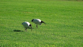 (주)아이비푸드 한국영상대학교 | 20 + 무료 Ibis & 새 동영상, HD & 4K 영상 - Pixabay
