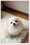 콩이 미용했어요` ㅋ - 뽐뿌:자유갤러리 콩이 미용했어요` ㅋ