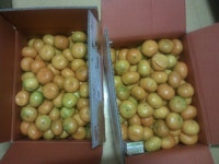 11번가 영숙이네 감귤입니다~ - 뽐뿌:수령기 11번가 영숙이네 감귤입니다~