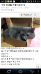 구미 인동이나 인의동 쪽에서 러시안블루 고양이 보신분 ㅠㅠ - 뽐뿌:동식물포럼 구미 인동이나 인의동 쪽에서 러시안블루 고양이 보신분 ㅠㅠ
