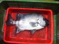 작년부터 먹고싶었던 돌돔으 드디어 ㅠ_ㅠ - 뽐뿌:자유갤러리 작년부터 먹고싶었던 돌돔으 드디어 ㅠ_ㅠ