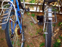 길냥이와 새끼쥐 - 뽐뿌:자유갤러리 길냥이와 새끼쥐