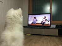 4개월 된 저희집 식구 베네입니다^^ - 뽐뿌:자유갤러리 4개월 된 저희집 식구 베네입니다^^