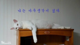 [꼬락이]나는 아무생각이 없다. - 뽐뿌:자유갤러리 [꼬락이]나는 아무생각이 없다.