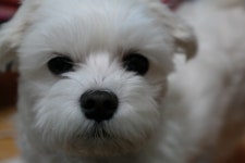 저희집 강아지 순둥이입니다! - 뽐뿌:동식물포럼 저희집 강아지 순둥이입니다!