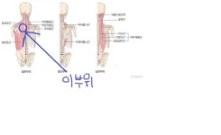 블리오 안마기 등 날갯쭉지? 부위도 안마 될까요?(김우수님) 그림첨부 - 뽐뿌:해외포럼 블리오 안마기 등 날갯쭉지? 부위도 안마 될까요?(김우수님)... 