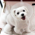 아랑이 피부병 걸렸네용 ㅠ - 뽐뿌:자유갤러리 아랑이 피부병 걸렸네용 ㅠ