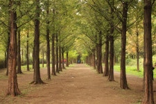 [2016 뽐뿌달력] 하늘공원 메타세콰이어길 - 뽐뿌:자유갤러리 [2016 뽐뿌달력] 하늘공원 메타세콰이어길