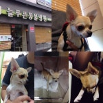 땅콩이 중성화수술 하고 왔어요. - 뽐뿌:동식물포럼 땅콩이 중성화수술 하고 왔어요.